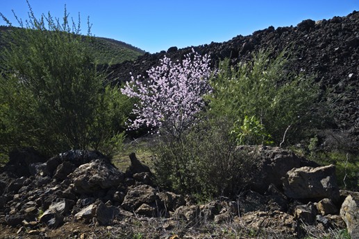 3 feb 2021 Fioritura mandorli